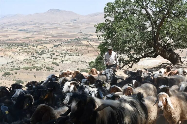 kirkat-koyunde-su-sarniclari-hayvanlari-kurtariyor-CtYLttUa.jpg