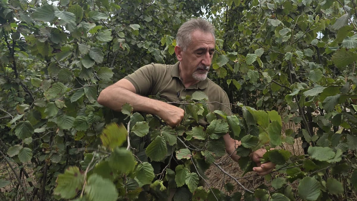 Yeni rekolte tahminini “oyun bitti!” diyerek duyurdu