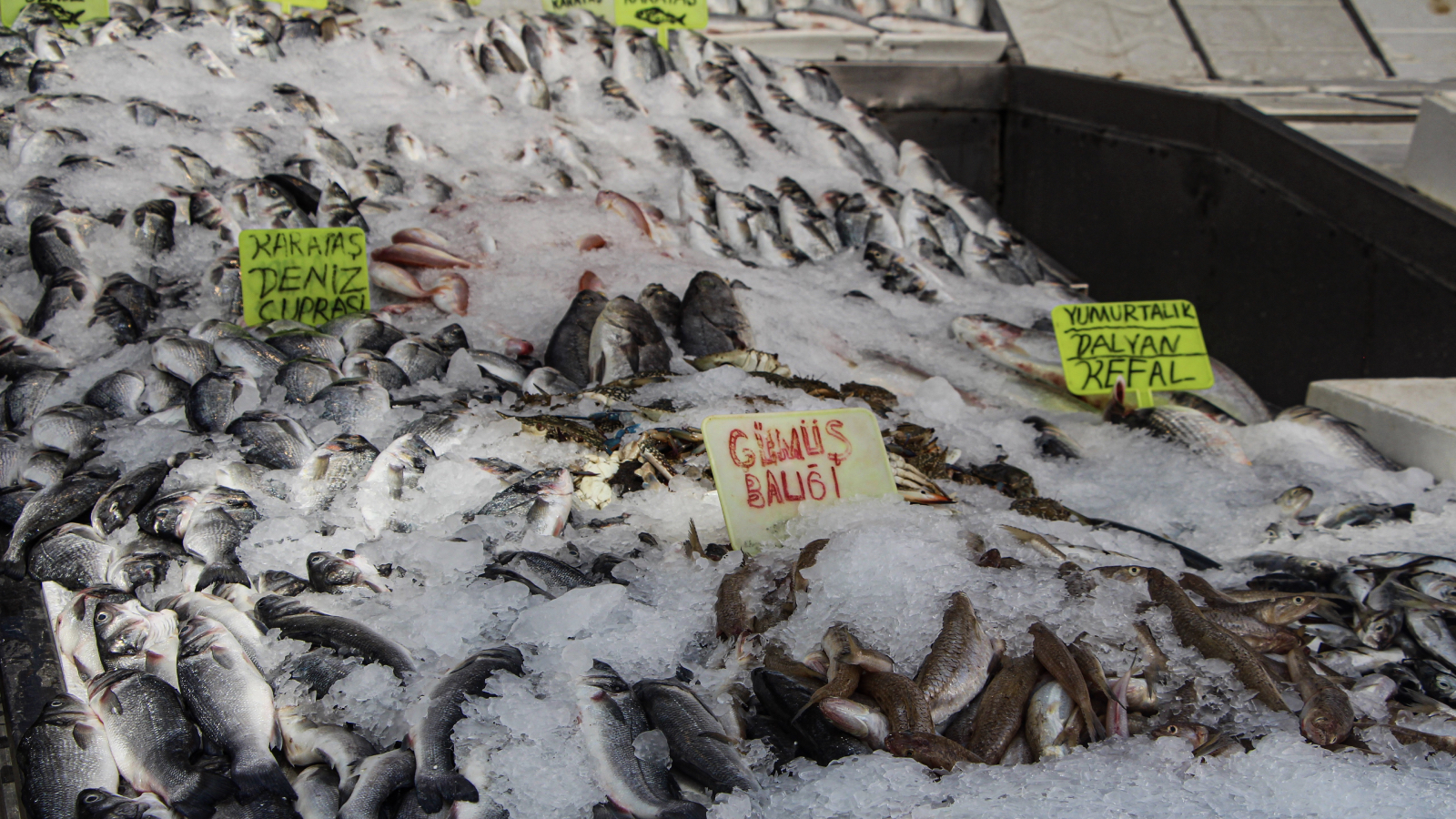 av yasagi bitti tezgahlar doldu balikta bolluk yasandi fiyatlar yariya indi 7uciqlzl