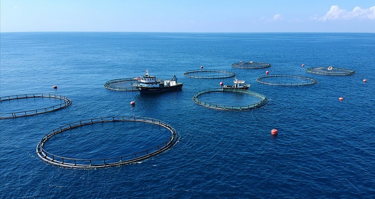 Türk su ürünlerine Kanada pazarı yeniden açıldı