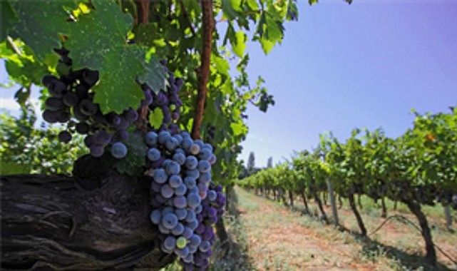 izmir bagcilik mirasini koruyan iter vitis rotasina katildi 81mln4sU.jpg