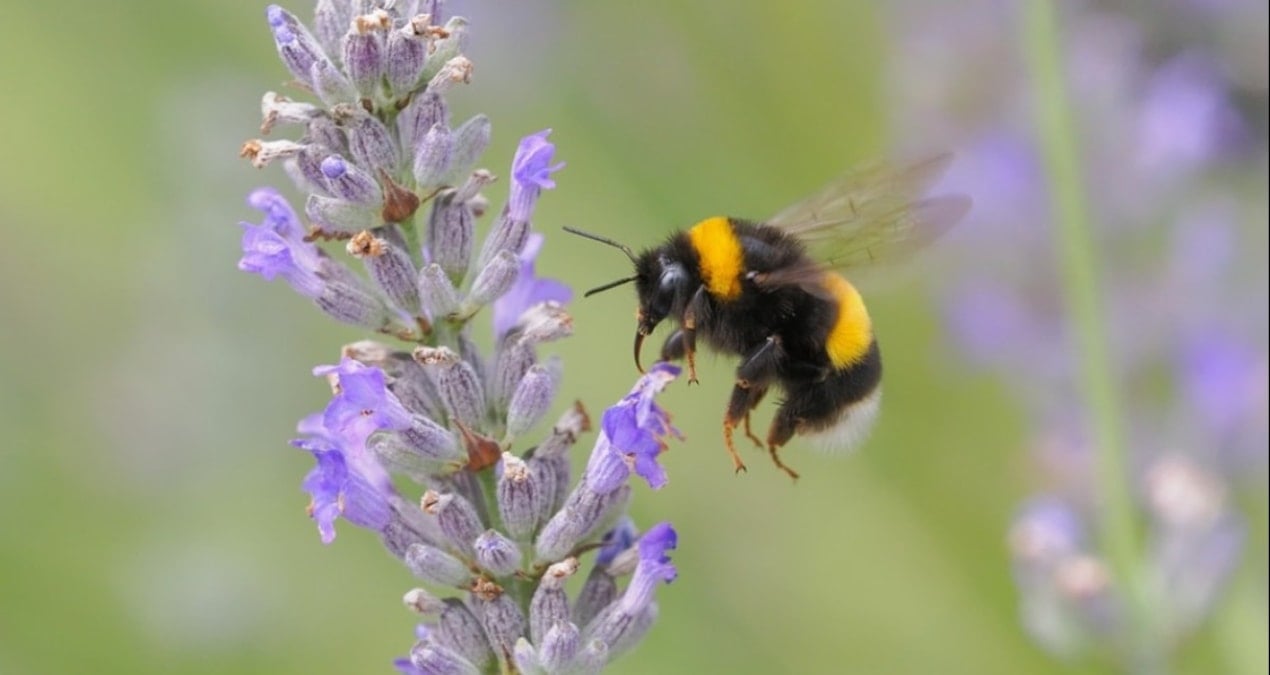 Arılara alfabe öğrettiler
