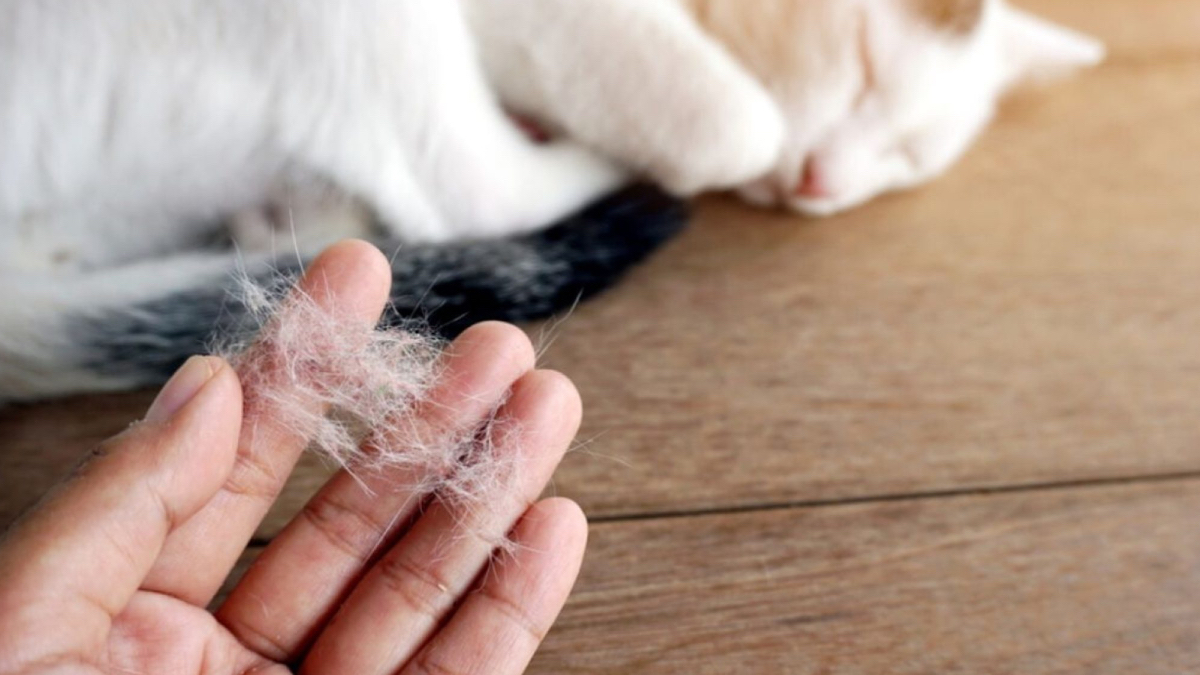 Evcil hayvan sahiplerinin hayatını kurtaran taktik: Koltuk ve halılardaki tüyleri saniyeler içinde temizliyor