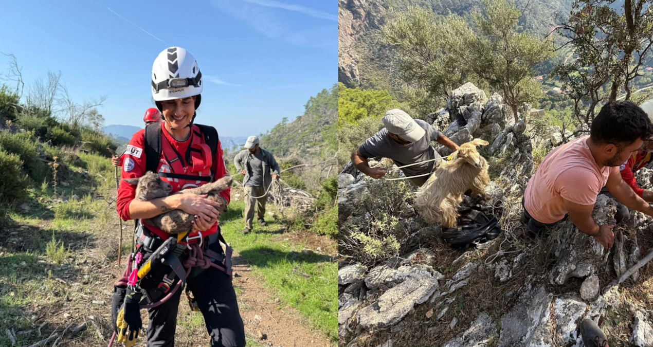 Uçurumda mahsur kalan keçileri AKUT kurtardı