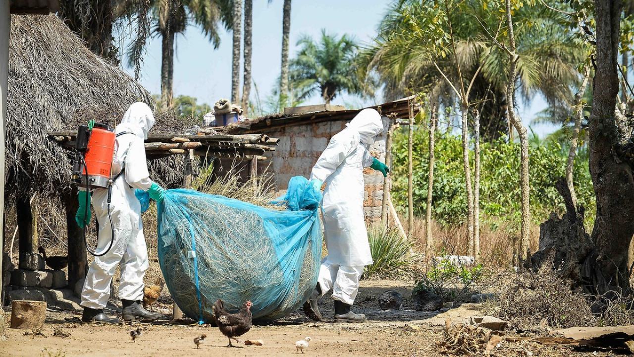 DSÖ açıkladı: Ebola salgını sona erdi