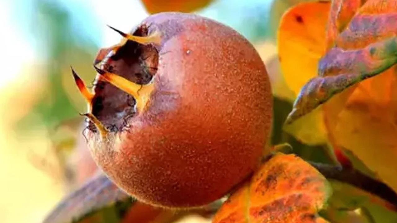 Görüntüsü sizi korkutmasın! Yediğinizde bağışıklığınızı güçlendiriyor