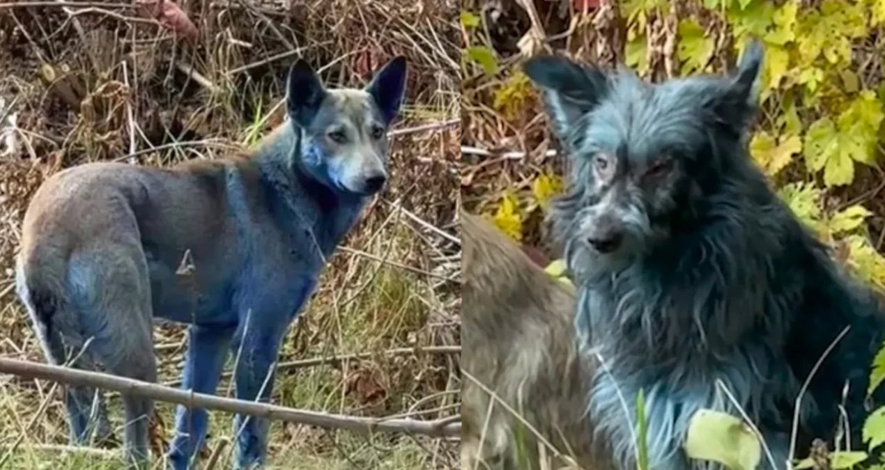 Köpeklerin rengi maviye dönmüştü! Herkes Çernobil’den sanıyordu: Gerçek bambaşka çıktı!
