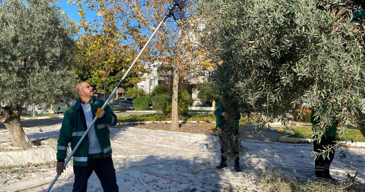 Muğla Milas’ın yeşil alanlarda zeytin hasadına devam ediyor