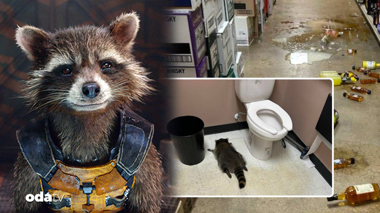 ‘Roket Rakun’ gerçek oldu: İçki dükkanına girdi, tuvalette sızdı