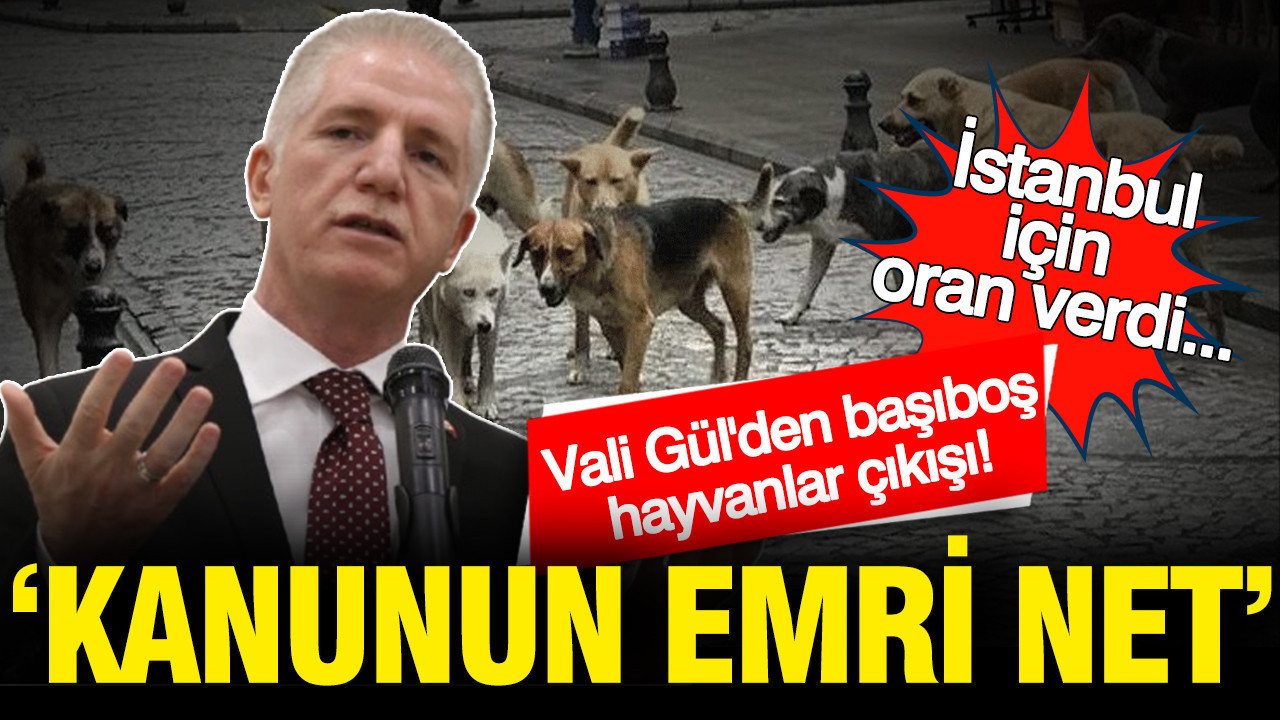 İstanbul Valisi Davut Gül’den Hayvan Kontrolü Mesajı: “Kanun Açık ve Net”