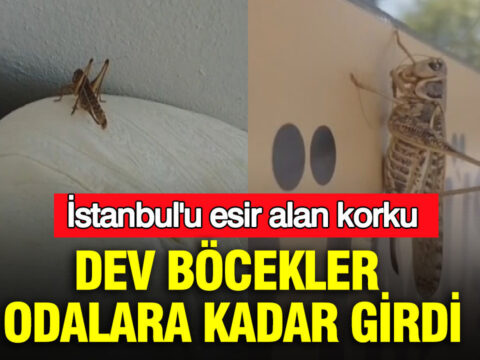 Istanbulu esir alan korku dev bocekler odalara kadar girdi 8L2xslOu