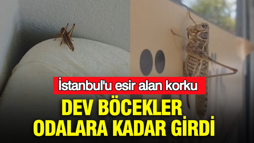 Istanbulu esir alan korku dev bocekler odalara kadar girdi 8L2xslOu